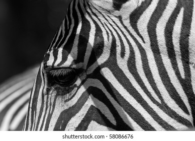 Zebra detail - black with white stripes or white with black stripes?