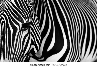 Zebra detail with its typical stripes. Close-up Portrait of Zebra. Photo in black and white.
 - Powered by Shutterstock