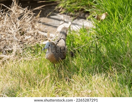 A zebra dove, or barred ground dove, is a brown and black bird roaming the grass looking for food. The barred dove is a small bird with a beautiful song.