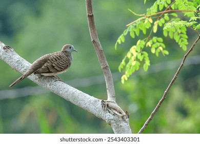 Zebra Dove bird perching on a tree branch. - Powered by Shutterstock