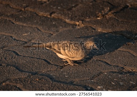 Zebra Dove captured mid-step on patterned stone surface, warm golden light highlighting layered plumage and elongated tail, natural urban wildlife scene with detailed texture and gentle blur