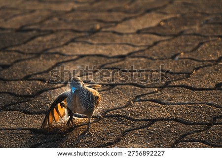 Zebra Dove captured mid-step with wing partly extended on cracked pavement, glowing in warm golden hour light, highlighting motion, texture, and urban wildlife detail