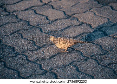 Zebra Dove crossing interlocking stone pavement in soft golden hour light, showing elegant barred plumage and long tail, calm urban wildlife moment with strong geometric ground patterns