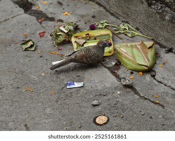 Zebra Dove (Geopelia striata)
This photo features a Zebra Dove foraging on the ground. The bird is known for its distinctive black and white striped plumage. It is a common sight in bali.  - Powered by Shutterstock