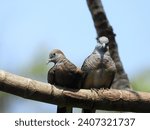 the zebra dove, also knows as the barred ground dove, or barred dove, is a species of bird of the dove family. they are small birds with a long tail, predominantly brownish-grey in color 