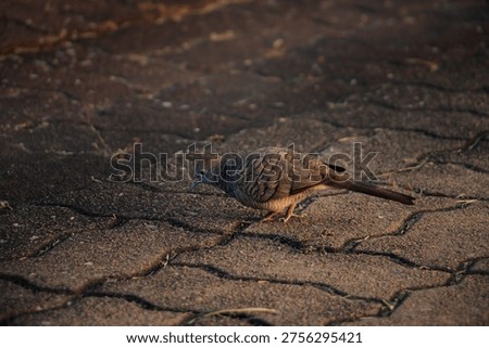 Zebra Dove moving along interlocking pavement under warm sunset light, displaying detailed barred plumage and natural ground behavior, tranquil urban wildlife moment with soft focus background