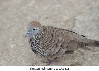 Zebra Dove On A Rock