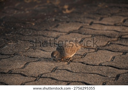 Zebra Dove pecking between stone tiles on a patterned walkway, captured in warm sunset tones, showcasing fine plumage texture and natural feeding behavior in a quiet outdoor setting