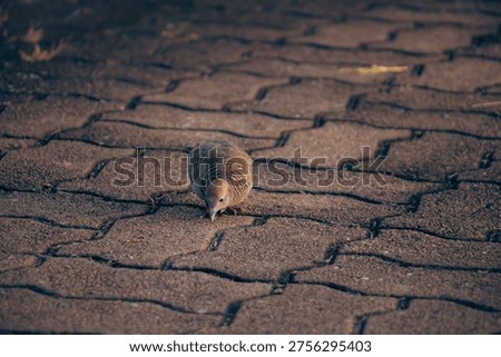 Zebra Dove pecking on interlocking brick surface, centered composition with warm tones and shallow depth of field, illustrating quiet feeding behavior in an urban outdoor environment.