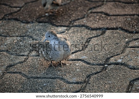 Zebra Dove resting on patterned stone surface, elegant striped plumage and alert eye captured in gentle natural light, peaceful urban wildlife moment with textured ground and soft background separation