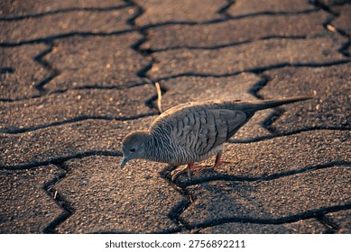 Zebra Dove stepping across patterned pavement in warm evening light, highlighting striped plumage and gentle motion, urban wildlife moment with textured ground and soft golden tones.