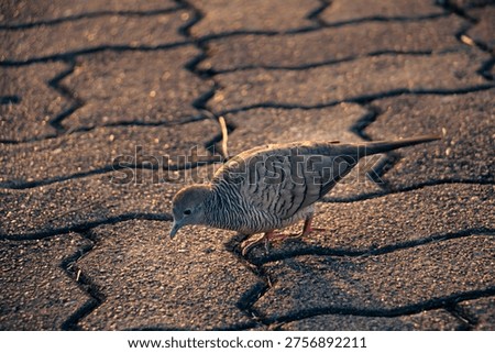 Zebra Dove stepping across patterned pavement in warm evening light, highlighting striped plumage and gentle motion, urban wildlife moment with textured ground and soft golden tones.