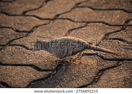 Zebra Dove strolling across interlocking brick surface, side angle with soft golden light revealing fine striped feathers and tranquil urban wildlife mood