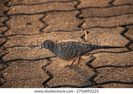 Zebra Dove strolling across interlocking brick pavement in golden sunlight, showcasing fine feather patterns and long tail, peaceful urban wildlife scene with warm tones and shallow depth.