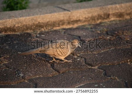 Zebra Dove strolling across patterned stone pavement beside a curb, bathed in warm golden light, showcasing delicate feather textures and quiet urban nature atmosphere