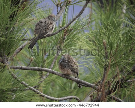 zebra doves  perched on branch of pine tree