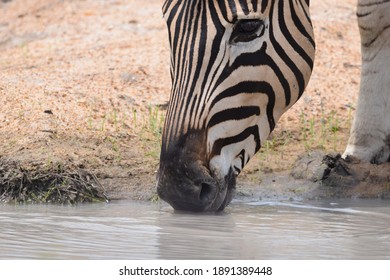 Zebra Road Images Stock Photos Vectors Shutterstock