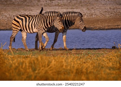 Zebra drinking water from waterhole. Burchell's zebra, Equus quagga burchellii, Etosha NP, Namibia, Africa. Wild animal near the lake, hot day, dry season. Wildlife nature on African safari. - Powered by Shutterstock