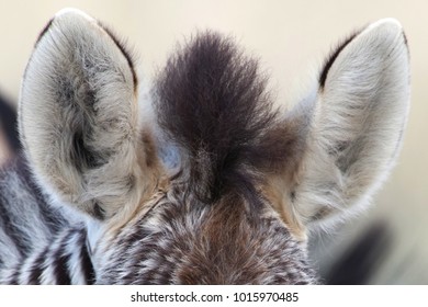 Zebra ears abstract