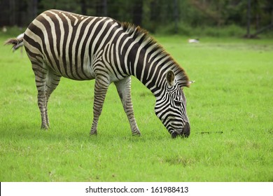 Zebra eating grass Images, Stock Photos & Vectors | Shutterstock