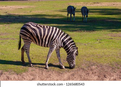 А Zebra Eats Grass And Two Other Zebras On Background. Taronga Western Plains Zoo, NSW, Australia.