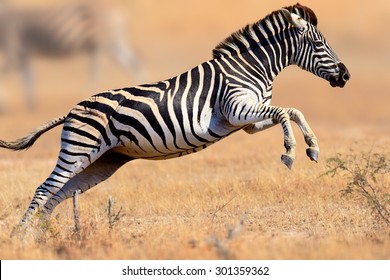 Zebra (Equus burchell's) running and jumping - Kruger National park (South Africa)