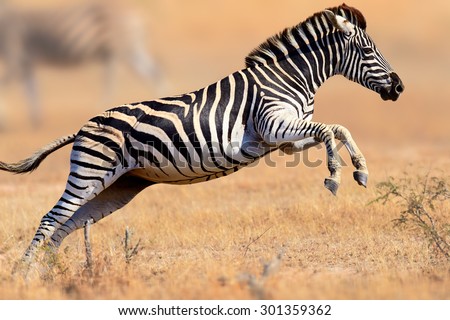 Zebra (Equus burchell's) running and jumping - Kruger National park (South Africa)