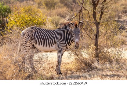 Grévy's zebra (Equus grevyi) looking at the camera, Samburu National Rerserve, Kenya.	
