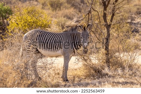 Grévy's zebra (Equus grevyi) looking at the camera, Samburu National Rerserve, Kenya.	