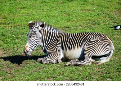 Grévy's Zebra (Equus Grevyi) Lying Down On The Grass