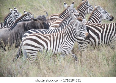 Zebra (Equus quagga) in Serengeti National PArk, Tanzania