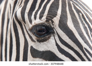 Zebra Eyes Images Stock Photos Vectors Shutterstock