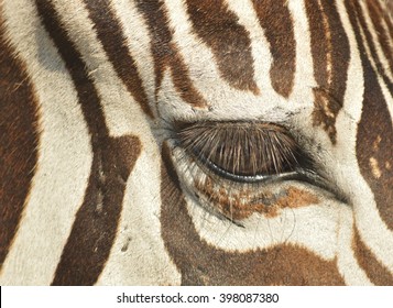 Zebra Eye