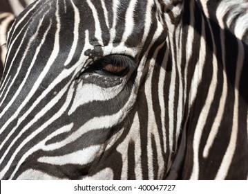 Zebra Eye