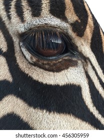 Zebra Eye