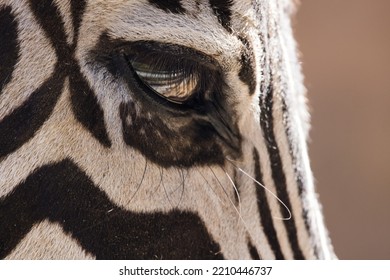 Zebra Eye In A Close Up