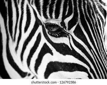 Zebra face profile close up as a black and white background