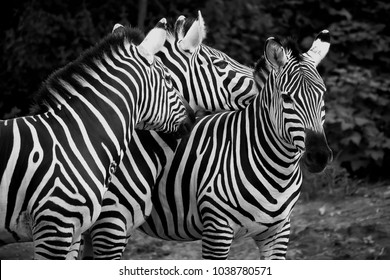 Zebra Family At Bannerghatta National PARK