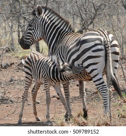 Zebra feeding her child