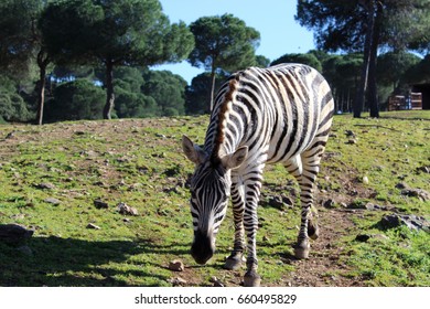 Zebra in field