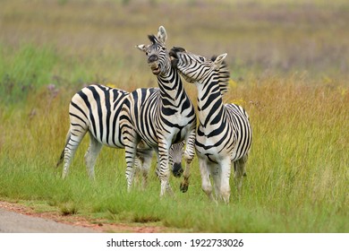 358 Zebra Mating Images, Stock Photos & Vectors | Shutterstock