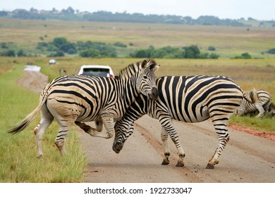  Zebra Fighting in mating season over dominance. Dominating the rival male counterparts to mate with the females in the herd. Rietvlei South Africa Pretoria                               