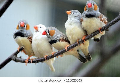 Zebra Finch