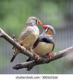 1,937 Zebra finches Images, Stock Photos & Vectors | Shutterstock