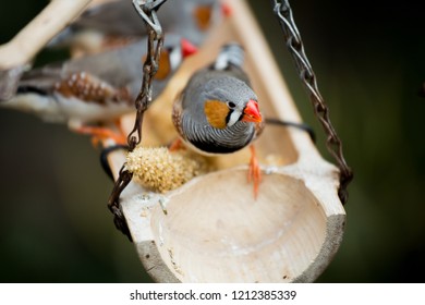 Zebra Finch At Bloedel Conservatory