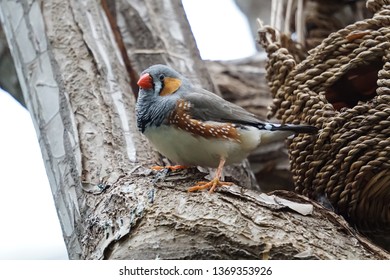 Zebra Finch At Bloedel Conservatory