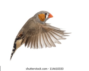 Zebra Finch Flying, Taeniopygia Guttata, Against White Background