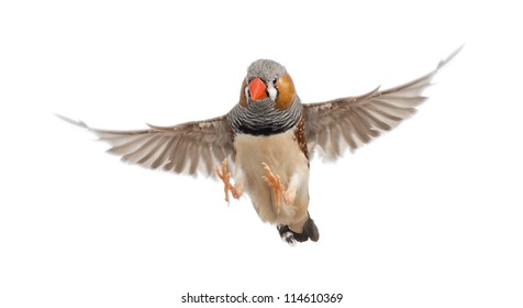 Zebra Finch Flying, Taeniopygia Guttata, Against White Background