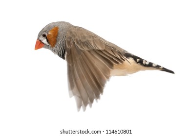 Zebra Finch Flying, Taeniopygia Guttata, Against White Background