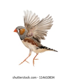 Zebra Finch Flying, Taeniopygia Guttata, Against White Background